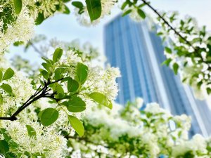 flower, nature, plant